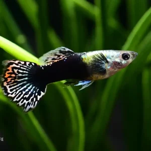 Guppy Black Dragon (Poecilia reticulata) Nur Heute